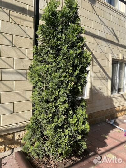 Туя 5 штук