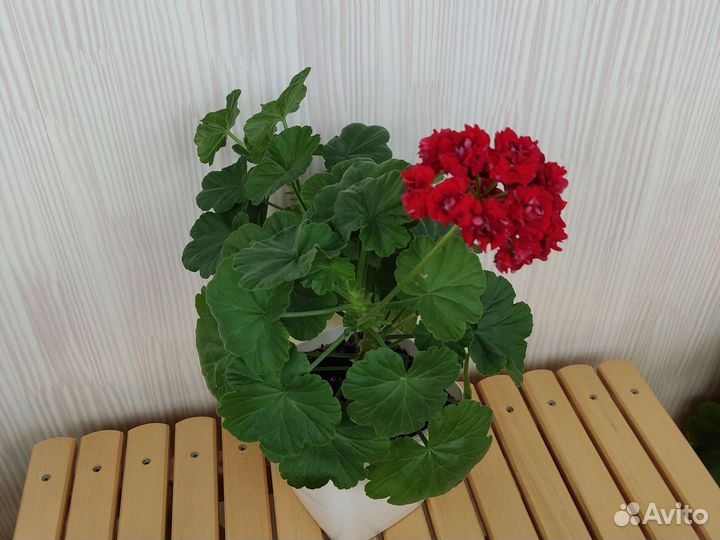 Пеларгонии сортовые