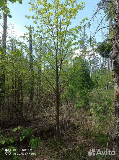 Саженцы деревья зкс окс,сосна,липа,клен,вязь