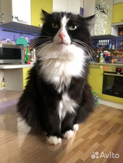 Кот сибиряк в добрые руки