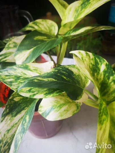 Сциндапсус