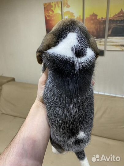 Щеночки бигль (питомник, доставка)