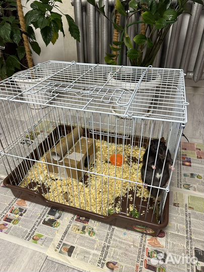 Крыса домашняя с клеткой и кормом