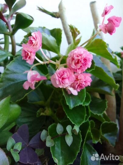 Бегония вечноцветущая махровая