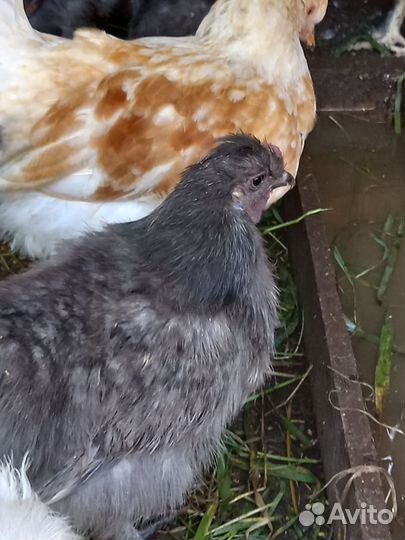 Петух брама