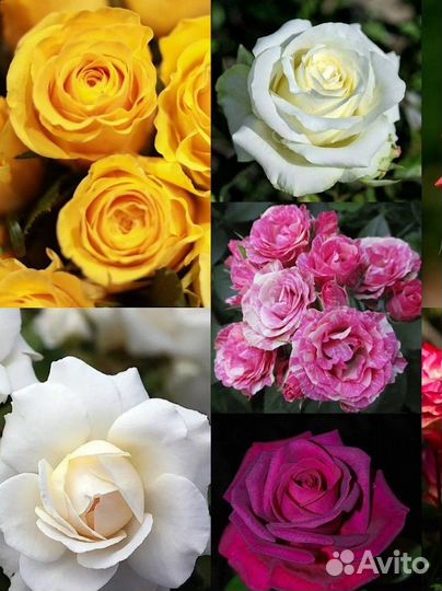 Кустовые розы (Саженцы) цветы