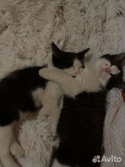 Бесплатно, привезу сама