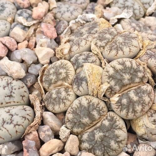 Семена литопсов