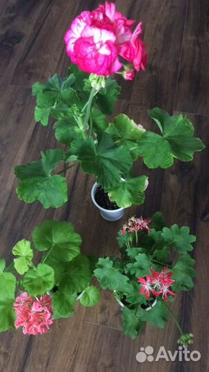 Пеларгония mimi