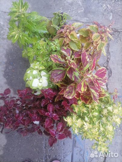 Колеусы в горшках и на срез
