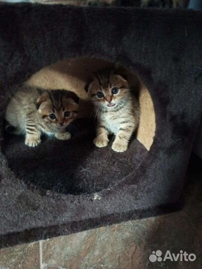 Шотландские котята