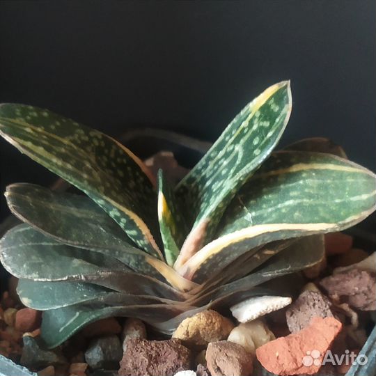 Гастерия макулата вариегатная