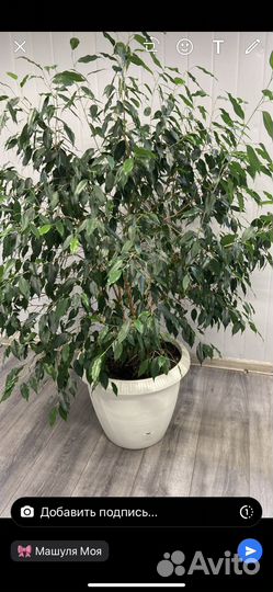 Фикус Бенджамин ростки