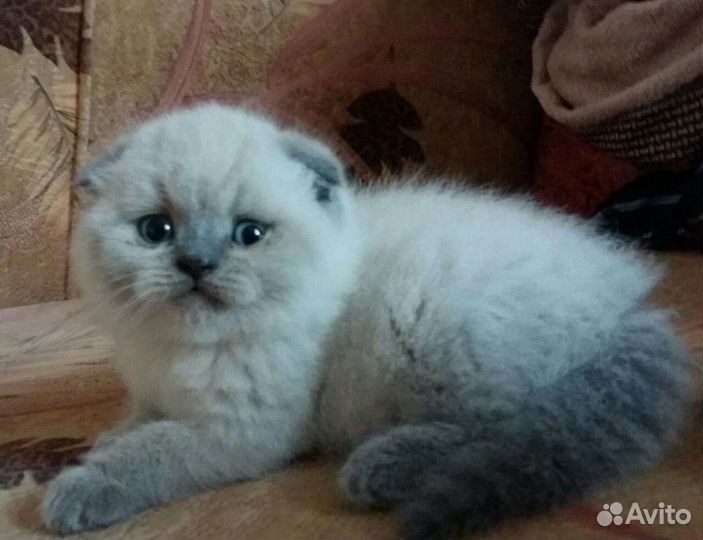 Шотландские мишутки плюшевые