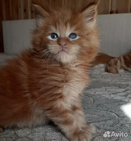Мейн-кун рыжие котята