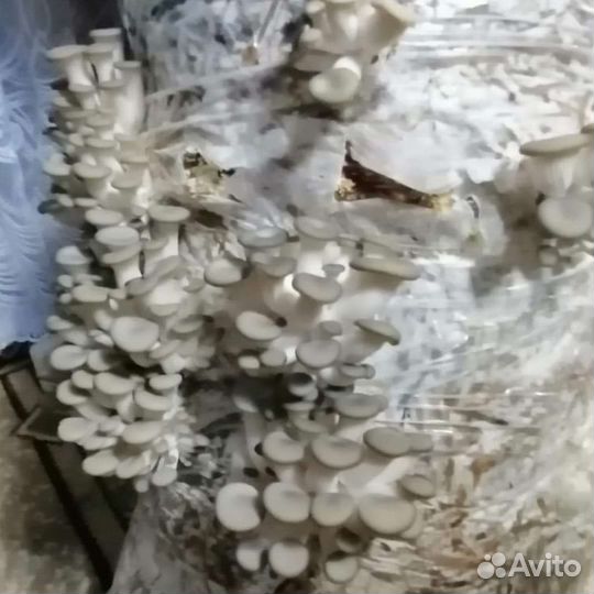 Готовые блоки Вешенки