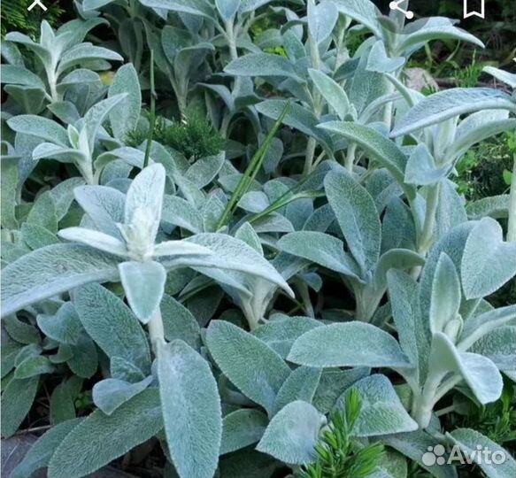 Многолетний цветок