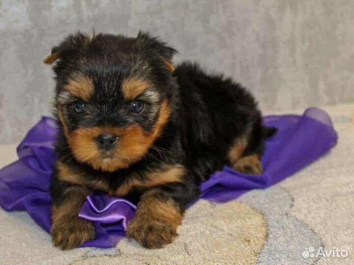 Йоркширский терьер щенки
