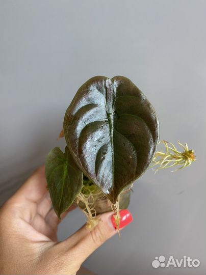 Алоказия ред сикрет / купрея