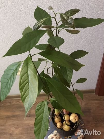 Авокадо деревца