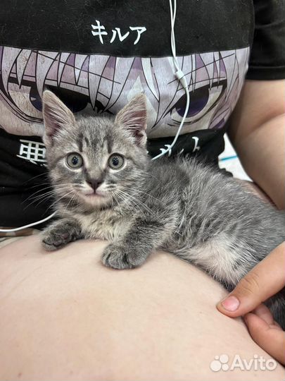 Кошечка в добрые руки