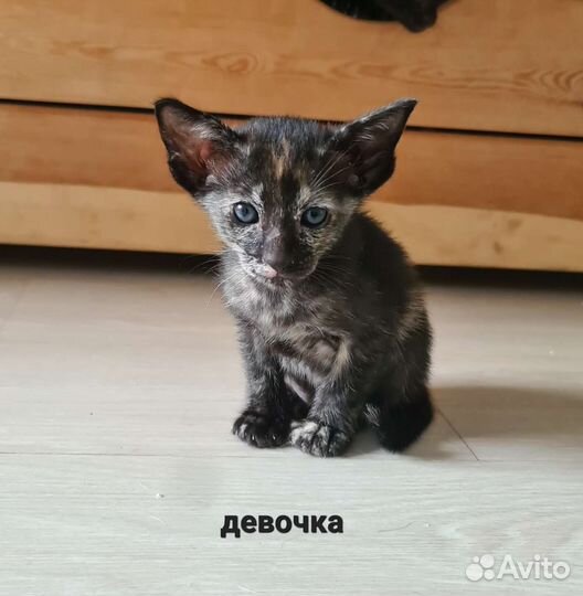 Ориентальные котята