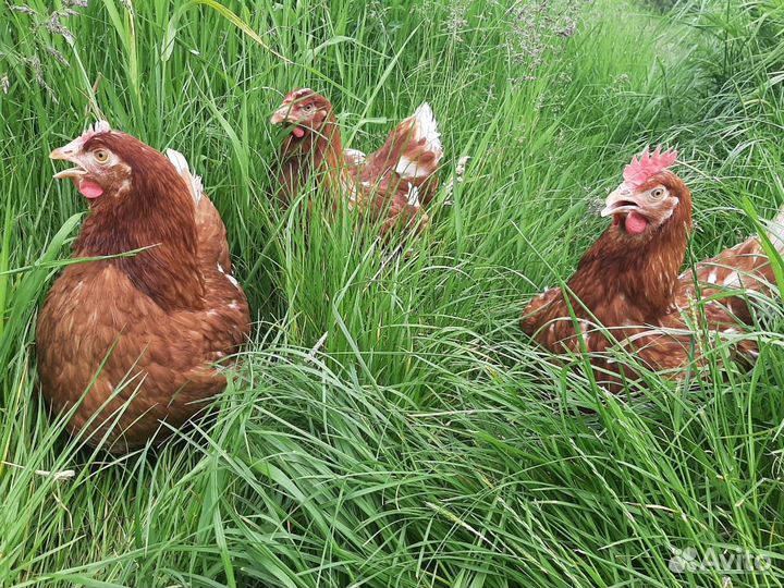 Куры домашние