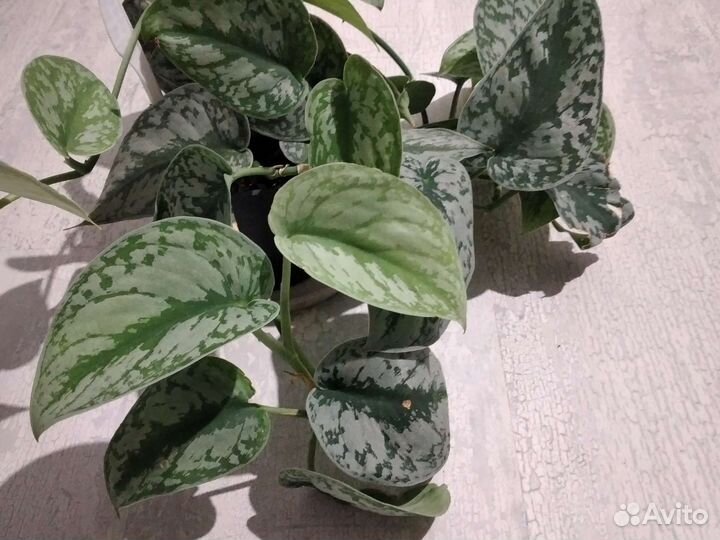 Сциндапсус, эпипремниум