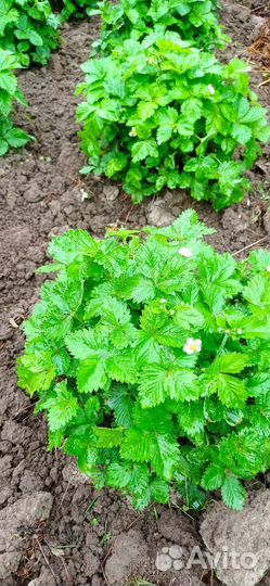 Ремонтантная земляника рассада