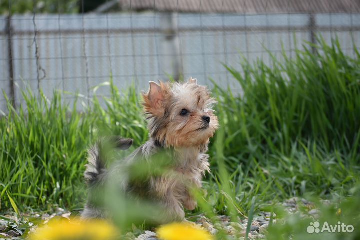 Цветной Йорк, девочка