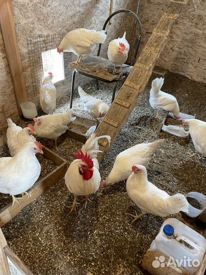 Яйцо столовое