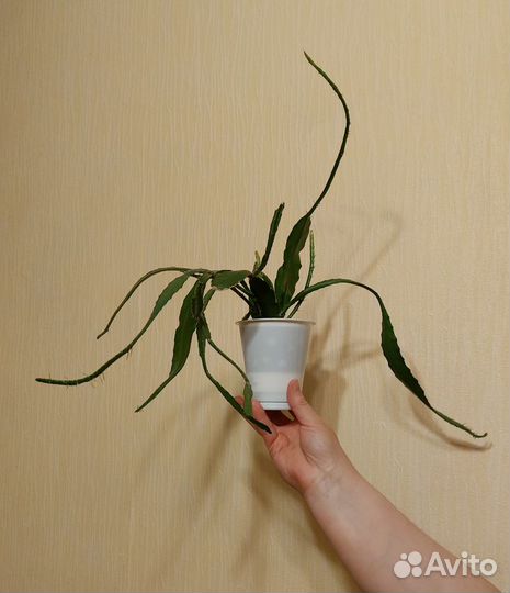 Кактус эпифиллум