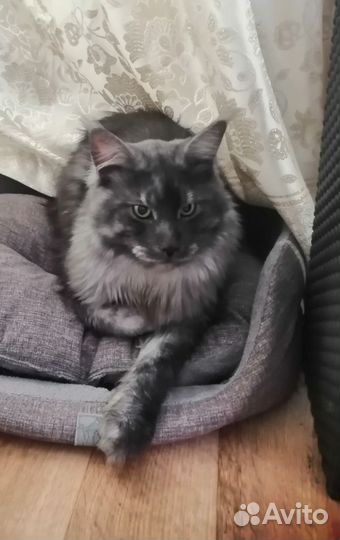 Мейн-кун вязка