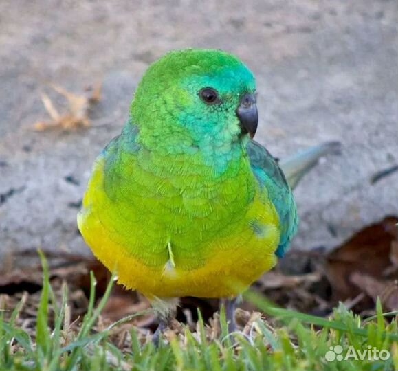 Попугай певчий самка