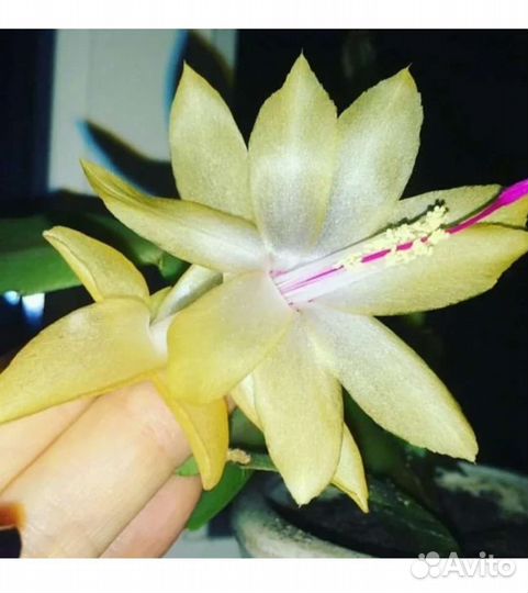 Декабрист несколько цветов