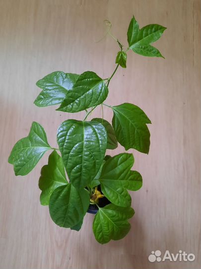 Лиана Маракуйи