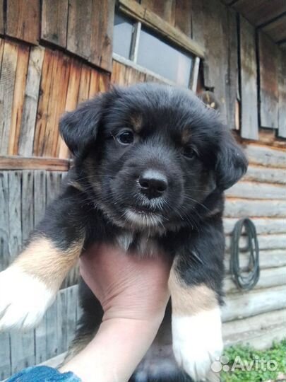 Отдам в добрые руки, щеночки, 1,5 мес