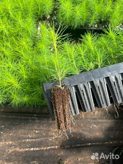 Сеянцы хвойных культур