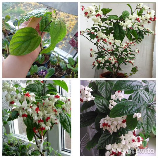 Комнатные растения