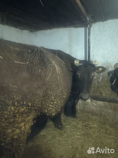 Глубокостельная корова