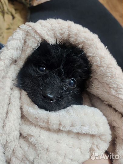 Щенки бесплатно в добрые руки