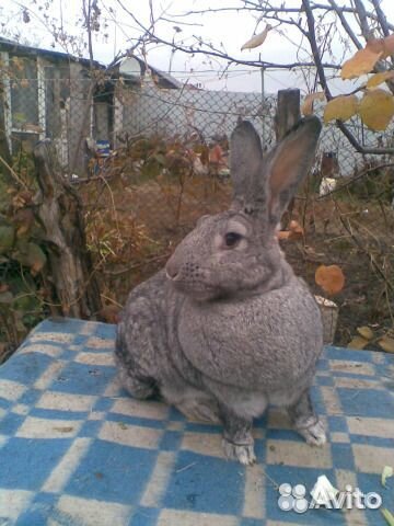 Самцы и самки 5-6 месячные