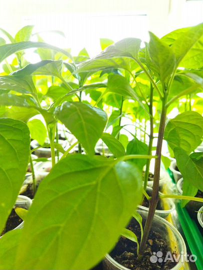 Рассада ассортимент