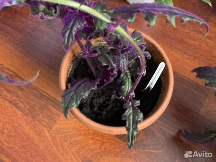 Домашние цветы и отростки