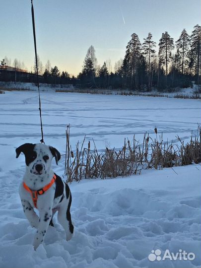 Далматинец