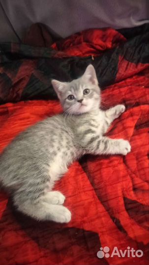 Котята шотландские прямоухие