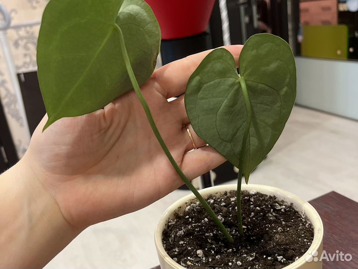 Антуриум кларинервиум