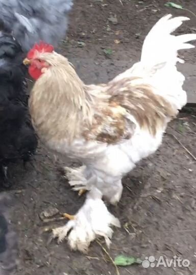 Куры,петухи