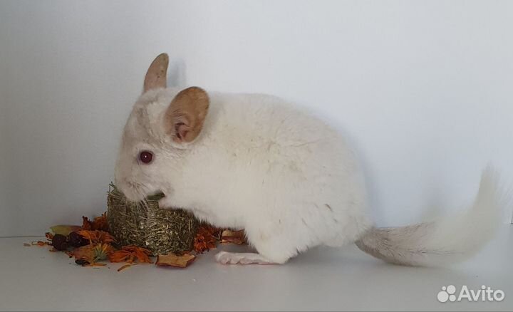Шиншилленок мальчик бело-розовый 6 мес