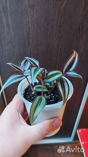 Традесканция зебрина полосатая